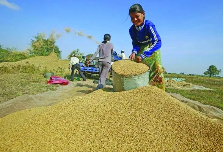 緬甸國內大米價格暴漲刷新紀錄；大米出口量喜人